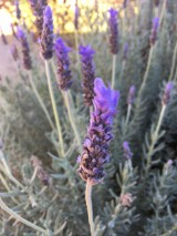 Lavender, stress, nervous system, herb